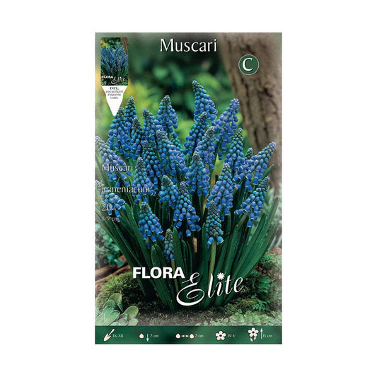 Bulbos Muscaris azul 15 uds