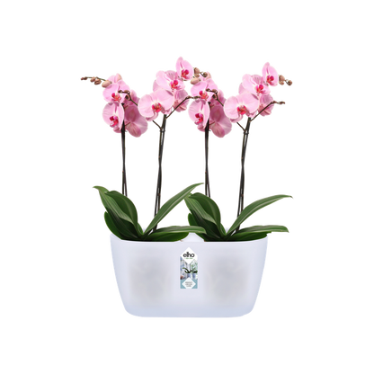 Macetero doble orquídeas Brussels orchid duo Elho transúcido