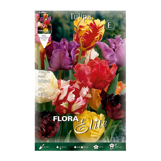 Bulbos Tulipán Papagayo mezcla 10 uds